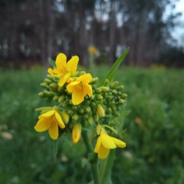 Brassica rapa Blomma