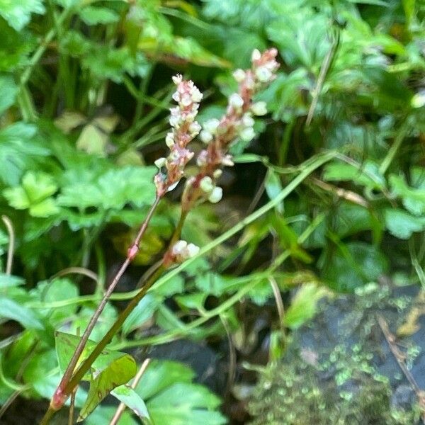 Persicaria minor Pokrój