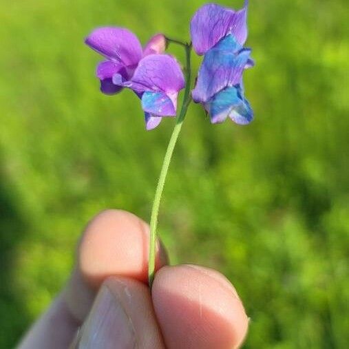 Lathyrus palustris Λουλούδι