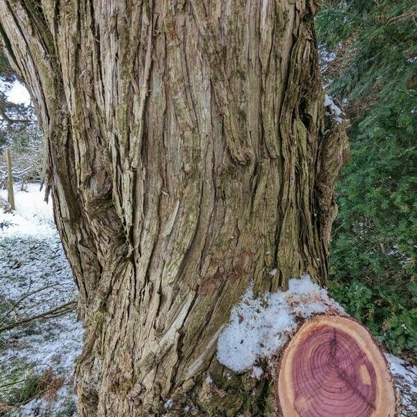 Juniperus scopulorum Bark