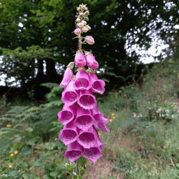 Digitalis purpurea Bloem