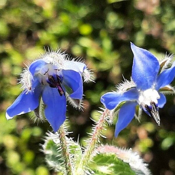 Borago officinalis Цветок