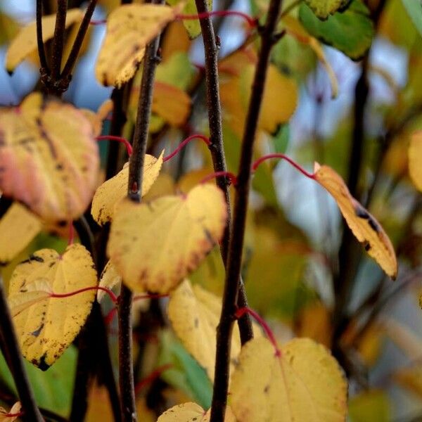 Cercidiphyllum japonicum Leaf