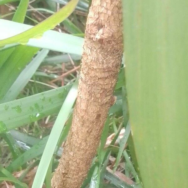 Cordyline stricta Koor