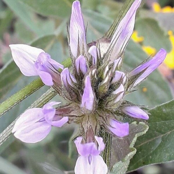 Bituminaria bituminosa Flor