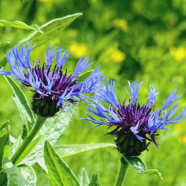 Centaurea triumfettii Blodyn