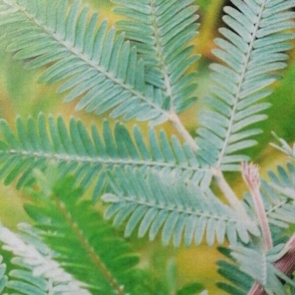 Acacia baileyana Folha