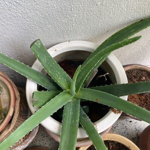 Aloe vera Fuelha