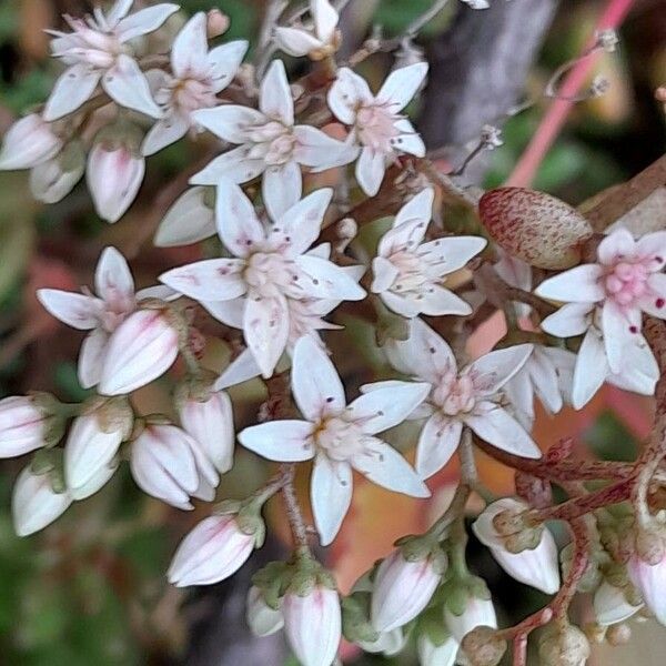 Sedum album Flors