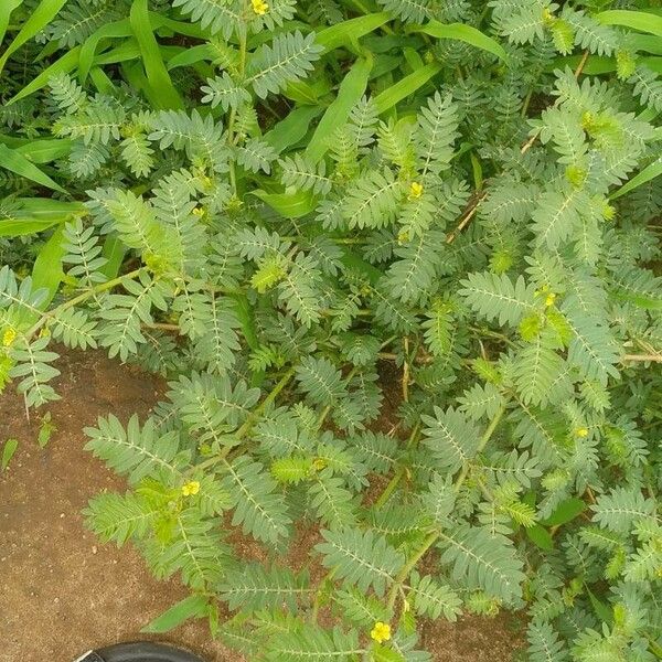 Tribulus terrestris Hoja