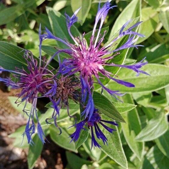 Centaurea montana Flower