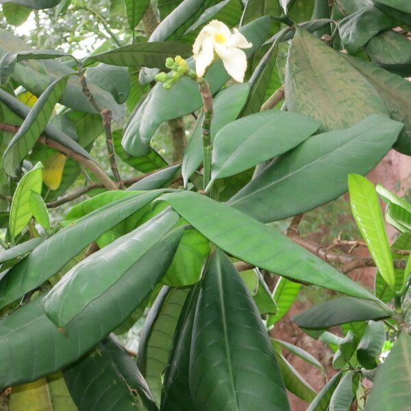 Tabernaemontana pachysiphon Leaf