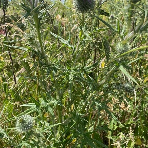 Cirsium vulgare برگ