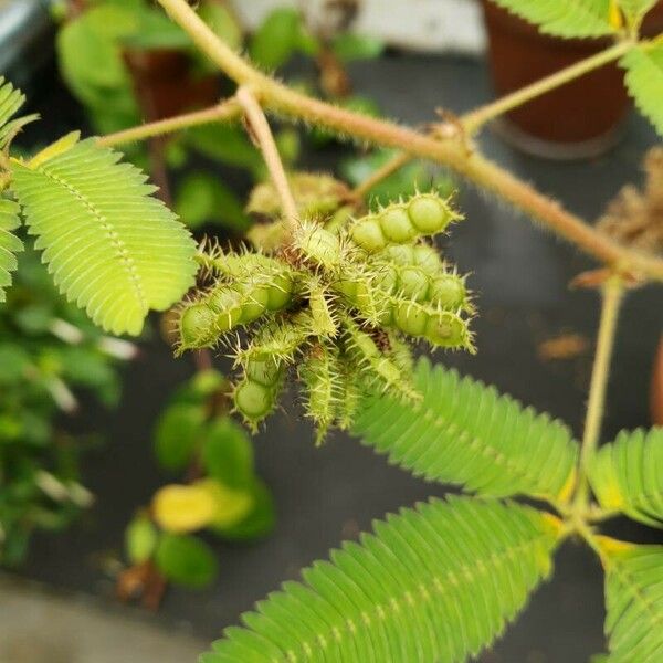 Mimosa pudica Frukto