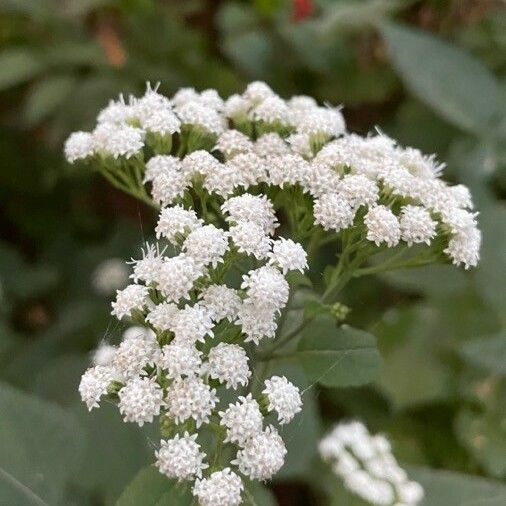 Ageratina altissima फूल