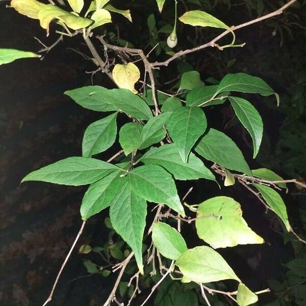 Styrax japonicus Leaf