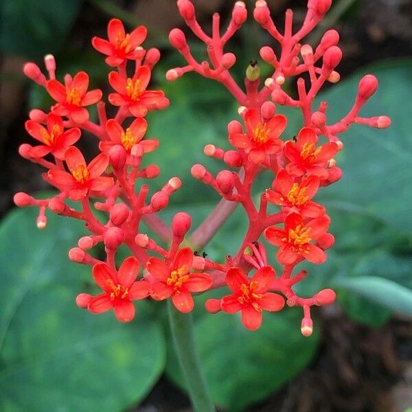 Jatropha podagrica Floro