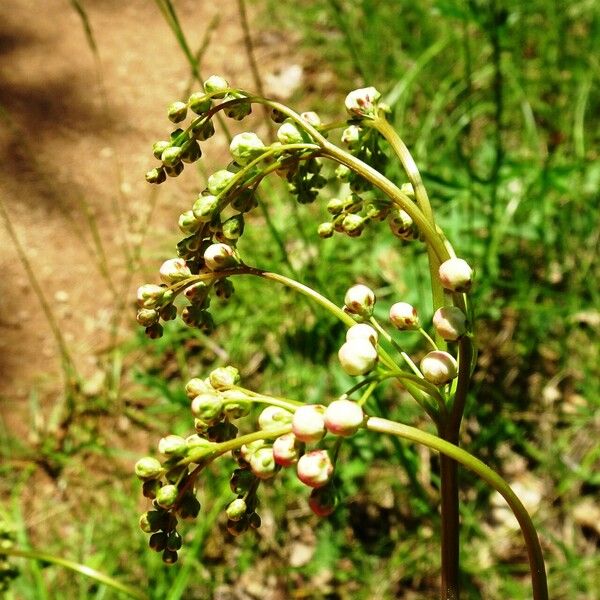 Filipendula vulgaris Flower