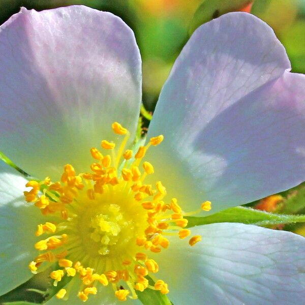 Rosa × nitidula Flower