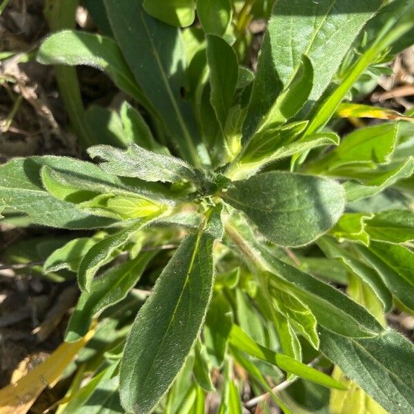 Pallenis spinosa Leaf