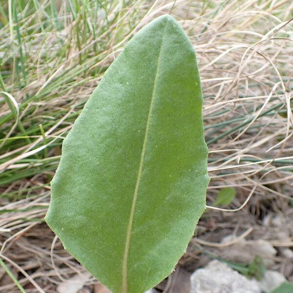 Senecio provincialis 葉