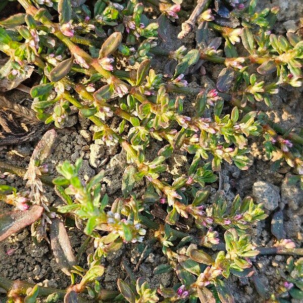 Polygonum plebeium Fuelha