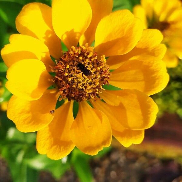 Zinnia haageana Flower