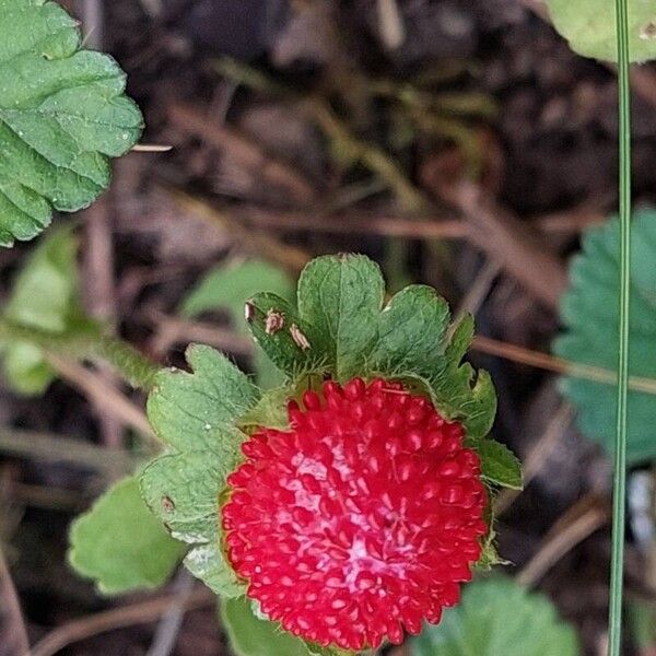 Potentilla indica Fruit