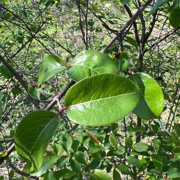 Viburnum rufidulum Leaf