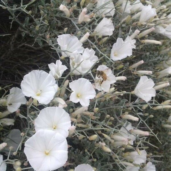 Convolvulus trabutianus Blomma