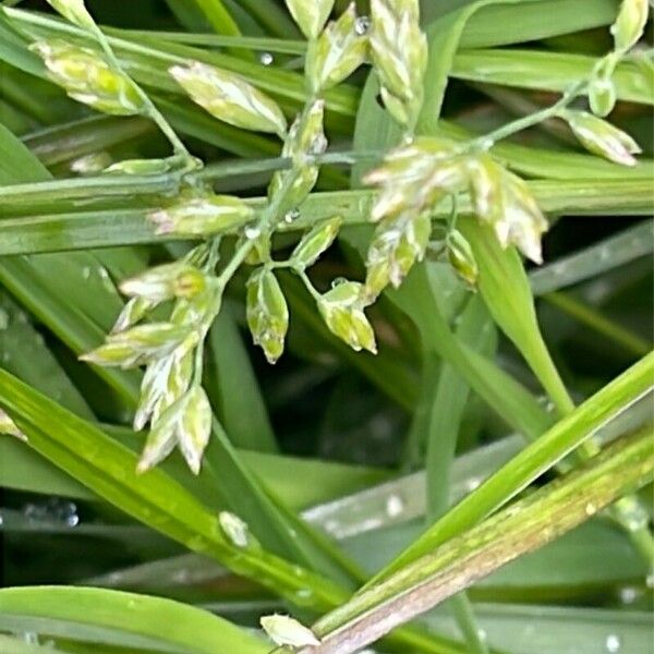 Poa annua Flower