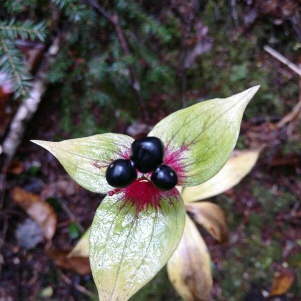 Medeola virginiana 果實