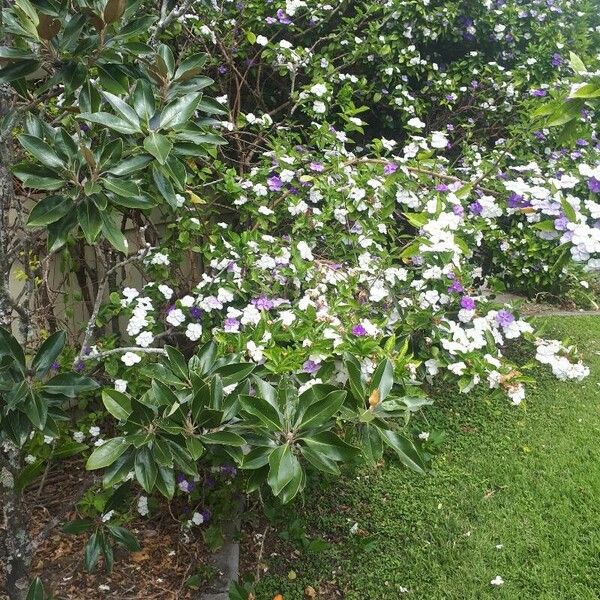 Brunfelsia pauciflora Virág
