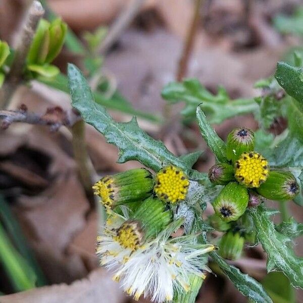 Senecio vulgaris 花