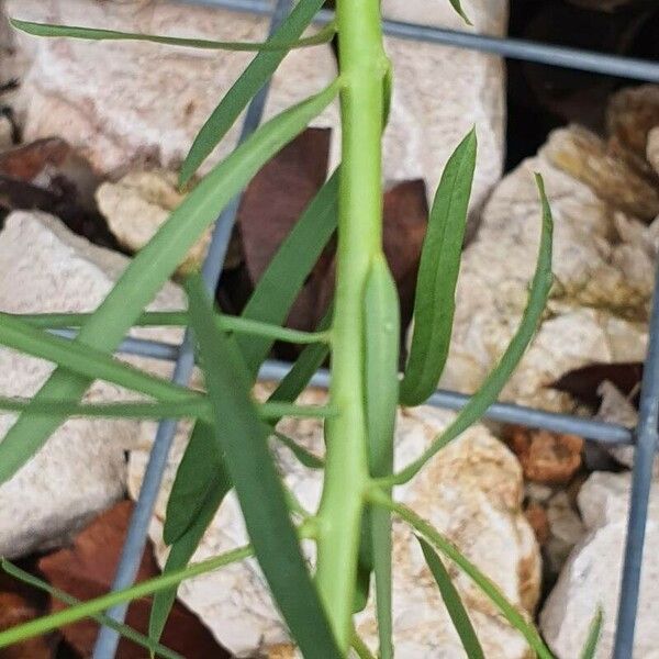 Euphorbia segetalis Leht