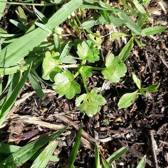 Ranunculus muricatus عادت