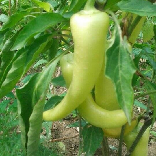 Capsicum annuum Fruit