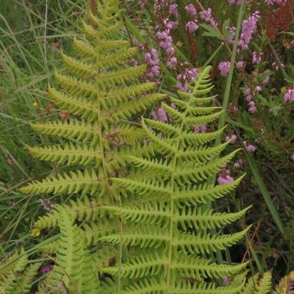 Thelypteris palustris Foglia