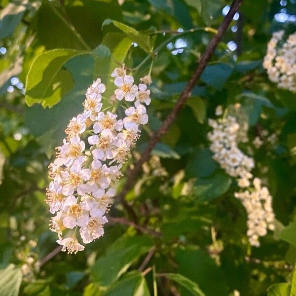 Prunus virginiana फूल