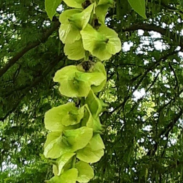 Pterocarya fraxinifolia Blodyn