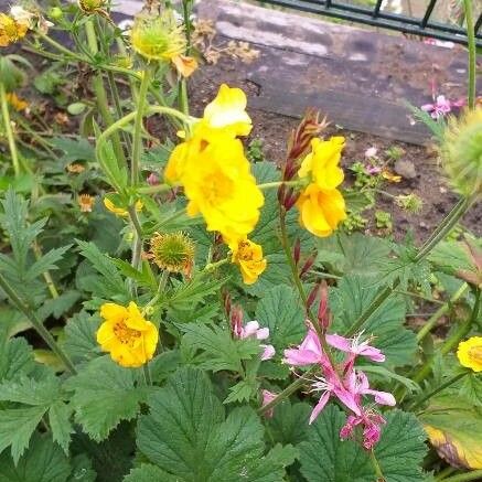 Geum pyrenaicum Habit