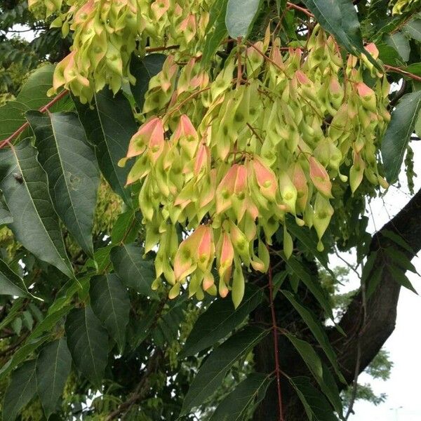 Ailanthus altissima Fruit