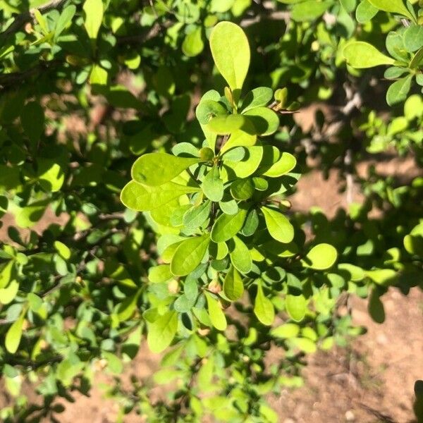Berberis jamesiana Leaf