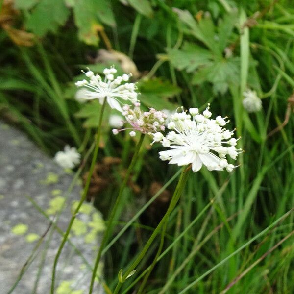 Astrantia minor Bloem