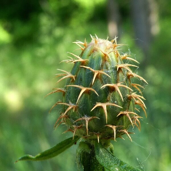 Centaurea aspera Outro