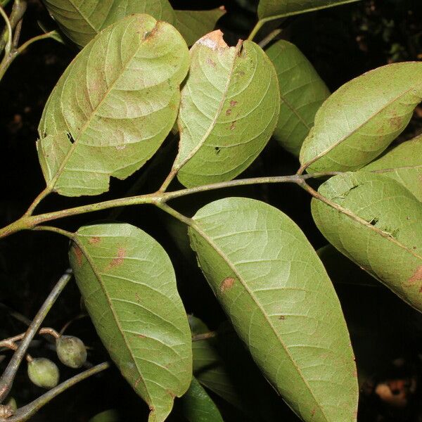 Bursera simaruba Leaf