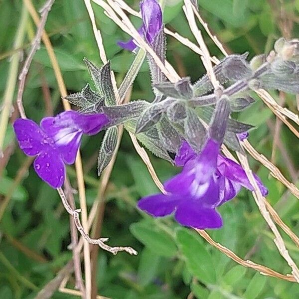 Salvia × jamensis Flower