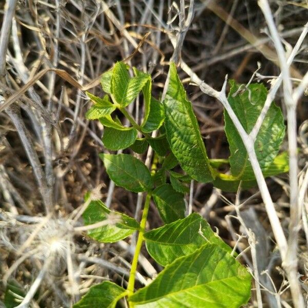 Juglans californica Feuille