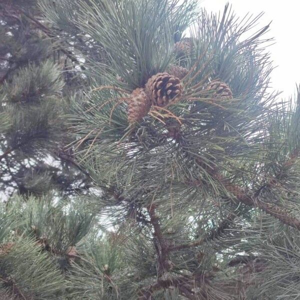 Pinus nigra Φρούτο