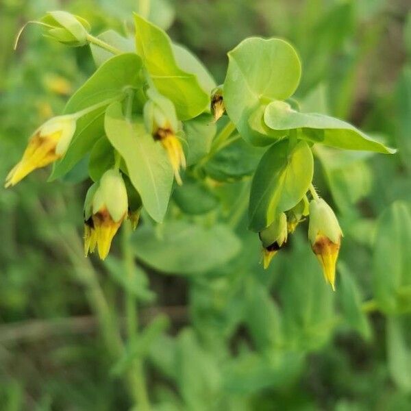 Cerinthe minor Flower